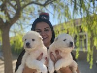 Sağlık ve ırk garantili samoyed yavrularım