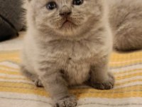 Duman rengi minnoş british shorthair yavrular