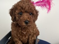 Toy poodle bebeklerim