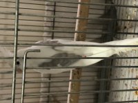 10 Günlük Pied Lutino Heavy Albino Sultan Yavrular