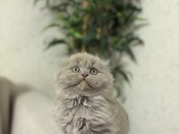SCOTTISH FOLD LILAK YAVRULARIM TESLİME HAZIR