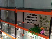 Muhabbet Kuşu Yavru Veya Yetişkin