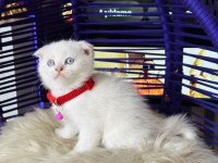 Scottish Fold Blue Point