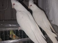 Albino Sultan Papağanı