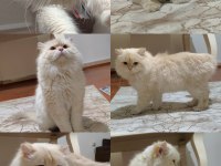 Full Şecereli British Longhair Cy1233 Yetişkin Erkek