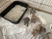 16 Günlük Pamuk Gibi Kediler Sahiplenmeyi Bekliyor