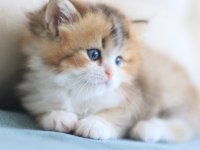 3 Aylık British Longhair Bicolor erkek