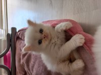 Ücretsiz Sahiplendirme Persian