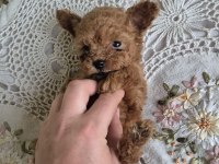 SEKER MINIK POODLE KÖPEKLER