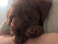 Korean Toy Poodle