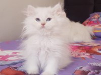 British longhair silver