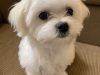 Maltese Terrier Xs Teacup Büyümeyen Bebeklerim