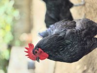 Adana Astrolop Horozlarımız Sahıplendırılecek