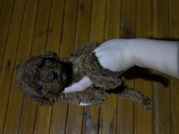 Toypoodle Bebekler