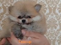 Pomeranian boo teacup yavrular