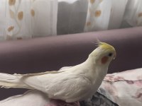 Çok Konuşan Kuşumuz Geveze İlanda