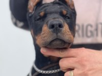 Europan FCİ federasyonlu doberman yavruları