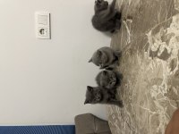 4 Adet 50 Günlük British Shorthair Sahiplendirilecektir
