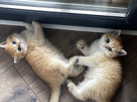 British Shorthair Golden