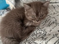 Cins yavru kedilerimizi sahiplendiriyorum