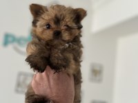 Wc eğitimli en güzel morkie yavrularımız
