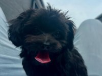 Uyguna Black Maltipoo Yavru