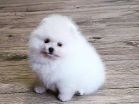 POMERANİAN BOO YAVRULARI