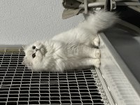 British Longhair Silver Point Mavi Göz