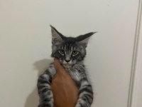 Safkan Main Coon Yavruları Anne ve Baba SCR Kayıtlı