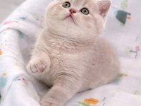 British Shorthair Kedisi Denizli