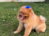 15 09 2022 doğumlu erkek pomeranian