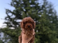 Aşılı Poodle Kore Teacup Red Brown Yeni Yuvasına Hazır