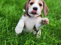 Beagle yavrularımız