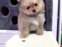 MİNİ BOY POMERANİAN YAVRULARI