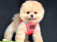 Safkan Pomeranian Boo Bebekler