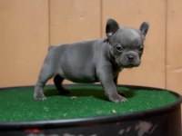 Mükemmel anatomi blue fransız bulldog bebekler