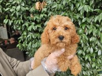 IRK VE SAĞLIK GARANTİ POODLE YAVRULARIMUZ