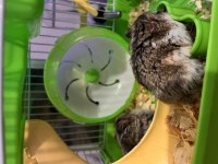 Çift gonzales hamster
