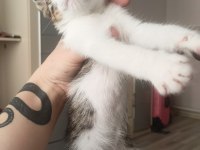Ücretsiz dişi kedi sahiplendirilecektir