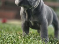 Blue Eyes French Bulldog Yavruları 