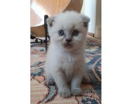 EV KEDİSİ SCOTTISH FOLD VE BRİTİSH YAVRU İZMİR MANİSA