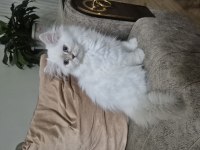 3 Aylık Dişi British Longhair