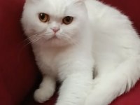 British longhair shorthair yavrular