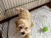 2 aylık erkek maltipoo