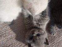 1 aylık koca kafa british shorthair