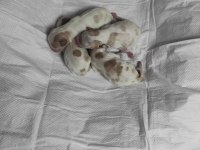 Anne Baba Cavalier King Charles Safkan Yavrularımız