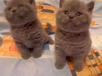 Blue British Shorthair Yavrularımız