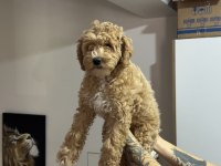 Wc eğitimli aşılı karneli maltipoo yavrularımız