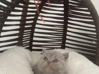 British shorthair gri ve lilac yavrular 60 günlük