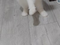 British longhair yetişkin dişi